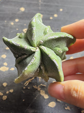 Load image into Gallery viewer, Astrophytum myriostigma cv. Onzuka f. tricostatum Fukuryiu Variegated
