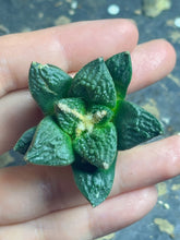 Load image into Gallery viewer, Ariocarpus Godzilla
