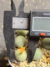 Load image into Gallery viewer, conophytum calculus
