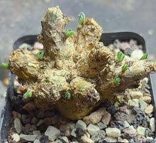 Load image into Gallery viewer, Phyllobolus resurgens
