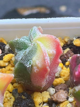 Load image into Gallery viewer, Astrophytum myriostigma variegated
