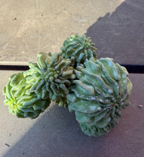 Load image into Gallery viewer, Stenocactus Multicostatus CV Inermis
