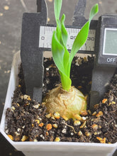 Load image into Gallery viewer, Albuca fagaroides
