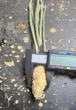 Load image into Gallery viewer, Astrophytum caput-medusae
