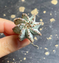 Load image into Gallery viewer, Euphorbia horrida boiss
