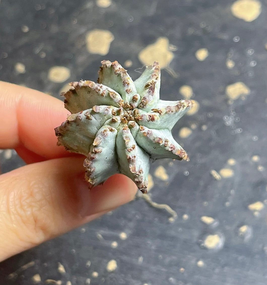 Euphorbia horrida boiss