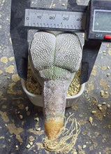 Load image into Gallery viewer, ASTROPHYTUM MYRIOSTIGMA CV. ONZUKA F. CRESTATA
