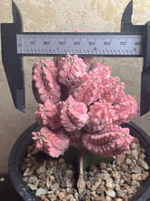 Load image into Gallery viewer, Euphorbia abdelkuri Variegated
