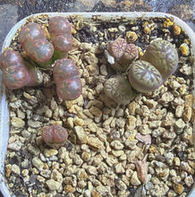 Load image into Gallery viewer, Conophytum pellucidum
