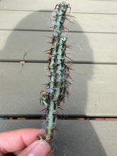 Load image into Gallery viewer, Euphorbia aeruginosa

