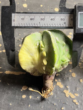 Load image into Gallery viewer, Astrophytum myriostigma cv. Onzuka f. tricostatum Fukuryiu Variegated
