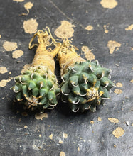 Load image into Gallery viewer, Turbinicarpus schmiedickeanus andersonii（each）
