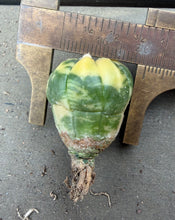 Load image into Gallery viewer, Astrophytum asterias Variegated
