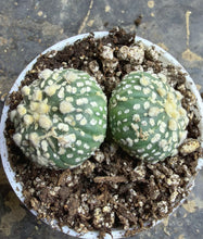 Load image into Gallery viewer, Astrophytum asterias
