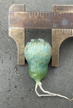 Load image into Gallery viewer, Pseudolithos migiurtinus（each）
