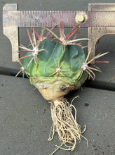 Load image into Gallery viewer, Ferocactus gracilis H.E.Gates
