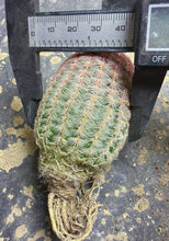 Load image into Gallery viewer, Echinocereus rigidissimus var.
