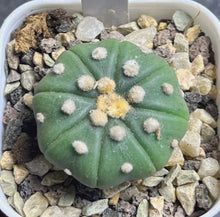 Load image into Gallery viewer, Astrophytum asterias
