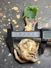 Load image into Gallery viewer, Firmiana colorata
