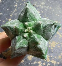 Load image into Gallery viewer, Astrophytum myriostigma 'Kikko'
