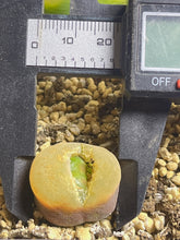 Load image into Gallery viewer, Conophytum Maughanii
