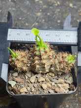 Load image into Gallery viewer, Euphorbia parvimedusae
