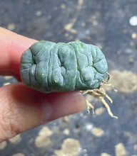 Load image into Gallery viewer, Lophophora peyote crested
