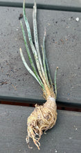 Load image into Gallery viewer, Astrophytum caput-medusae
