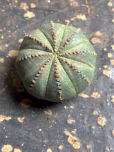 Load image into Gallery viewer, Euphorbia obesa
