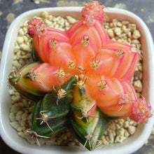 Load image into Gallery viewer, Gymnocalycium mihanovichii variegata
