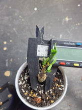 Load image into Gallery viewer, Senna meridionalis
