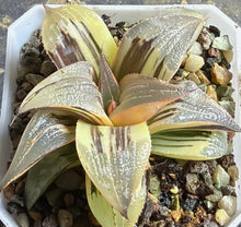 Load image into Gallery viewer, Haworthia variegated
