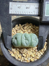 Load image into Gallery viewer, Lophophora peyote crested

