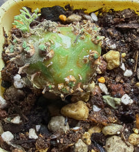 Load image into Gallery viewer, Sarcocaulon peniculinum
