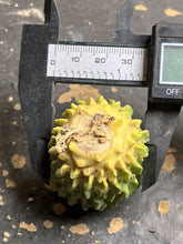 Load image into Gallery viewer, Stenocactus Multicostatus CV Inermis
