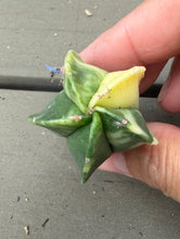 Load image into Gallery viewer, Astrophytum myriostigma variegated
