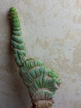 Load image into Gallery viewer, Eulychnia castanae fa. Varispiralis

