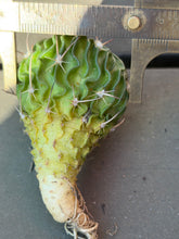 Load image into Gallery viewer, Stenocactus phyllacanthus
