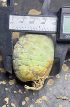 Load image into Gallery viewer, Tephrocactus geometricus
