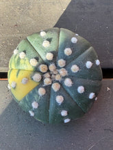 Load image into Gallery viewer, Astrophytum asterias Variegated
