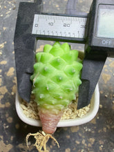Load image into Gallery viewer, Mammillaria polythele
