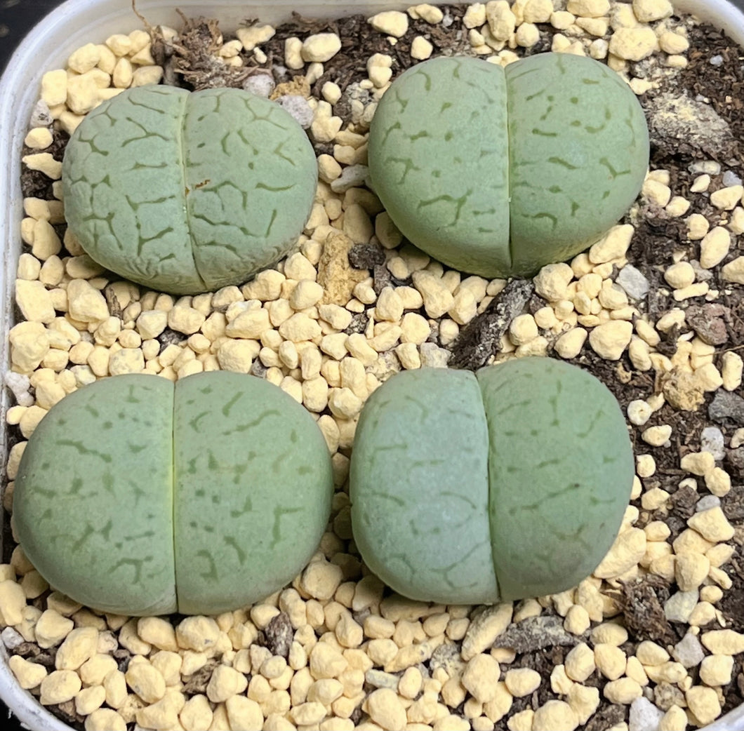 Lithops vanzylii ‘green’ (each)
