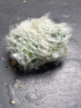 Load image into Gallery viewer, Mammillaria guelzowiana

