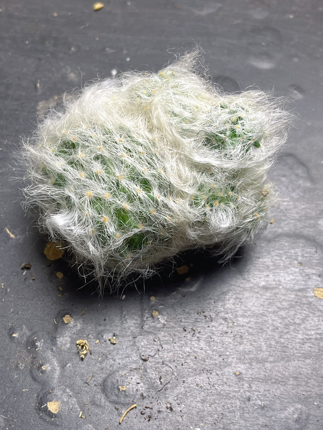 Mammillaria guelzowiana