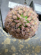 Load image into Gallery viewer, Echinocereus ctenoides
