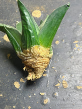 Load image into Gallery viewer, Ariocarpus retusus
