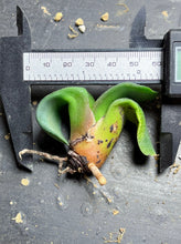 Load image into Gallery viewer, Gasteria armstrongii
