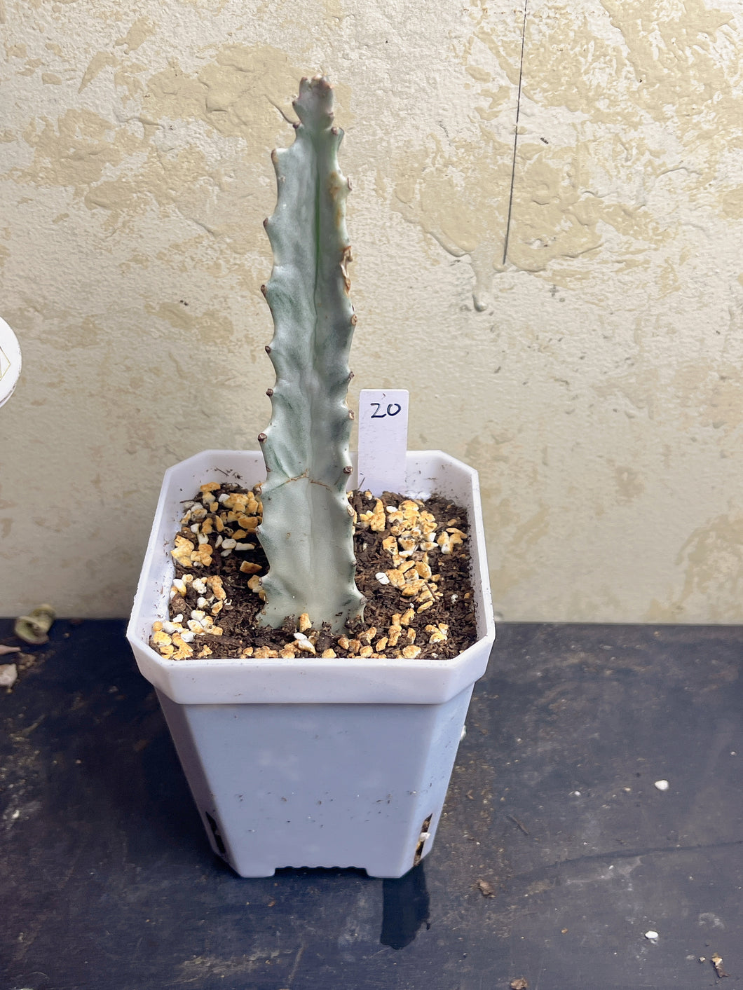 Euphorbia Lactea F. Cristata