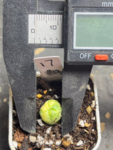 Load image into Gallery viewer, Astrophytum asterias Variegated
