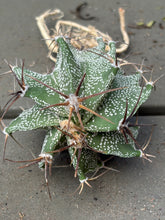 Load image into Gallery viewer, Astrophytum ornatum
